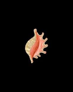 Spilla - Orange Shell